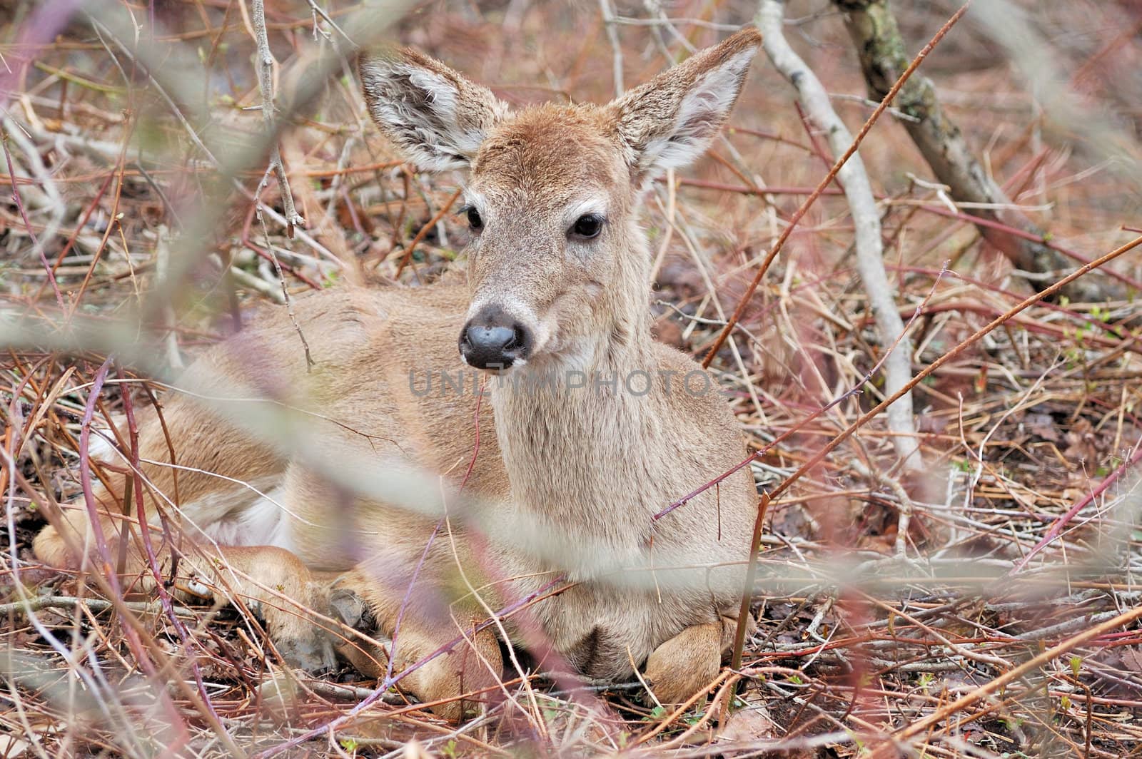 Whitetail deer yearling bedded in a thicket.