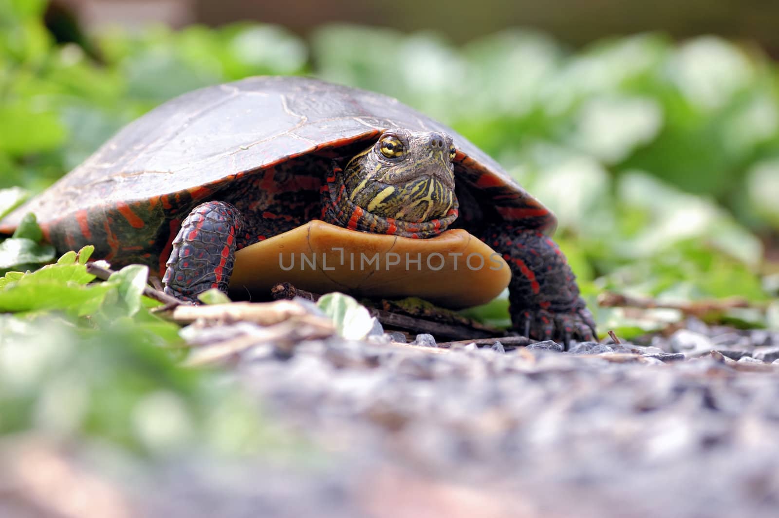 Painted Turtle by brm1949