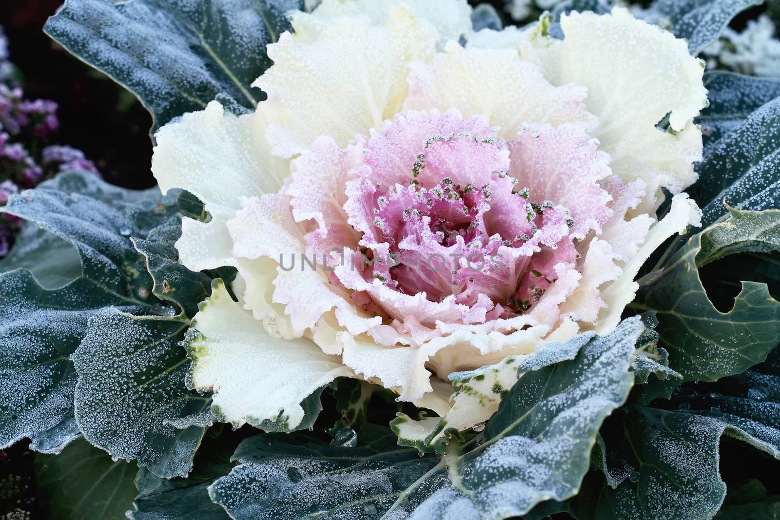Ornamental Cabbage covered with hoarfrost. Extreme shallow depth of field with some blur. 
