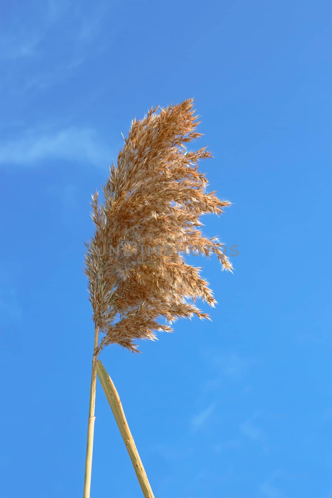 Dried reed inflorescence in autumn against blue sky