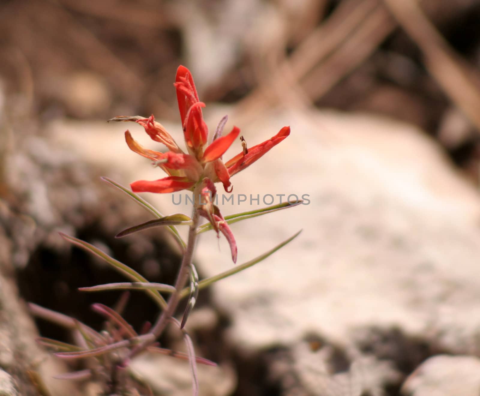 South Rim Flower by ca2hill