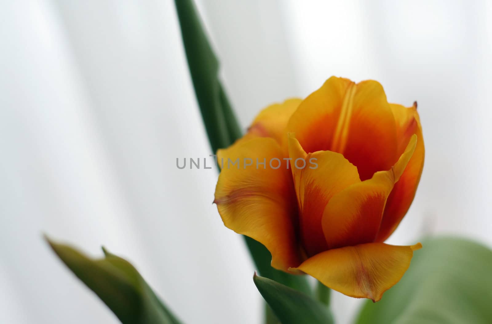 An Orangy Red Tulip shot against a white curtain background.