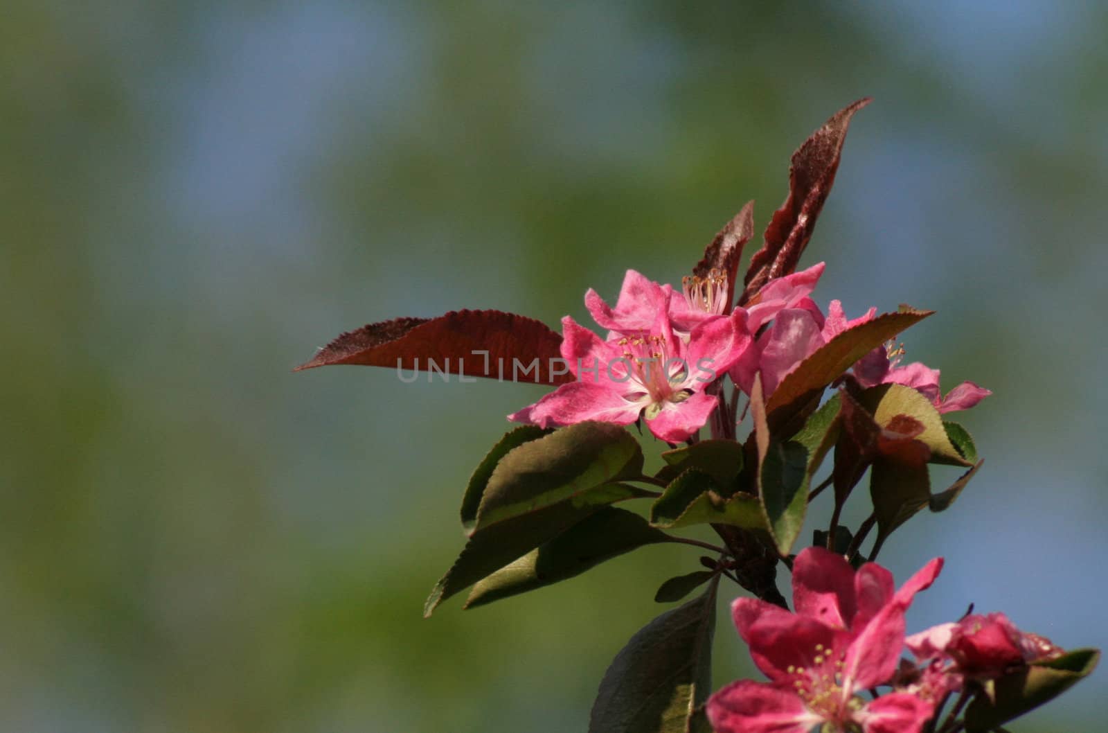 Crab Apple Blossom by ca2hill