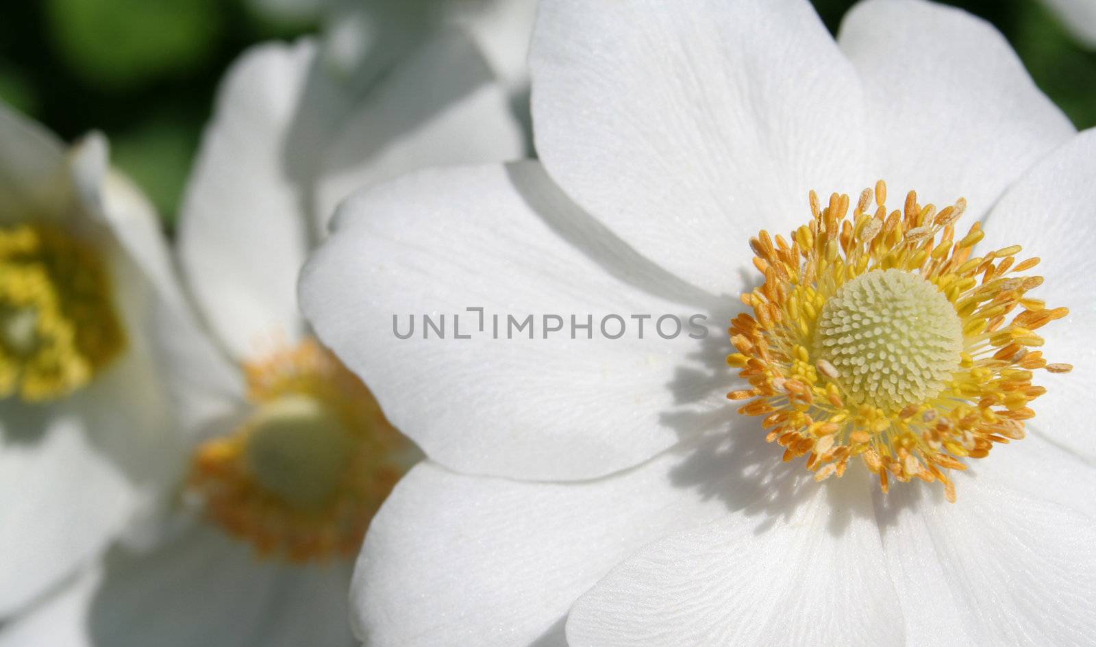 White and Yellow Flowers by ca2hill