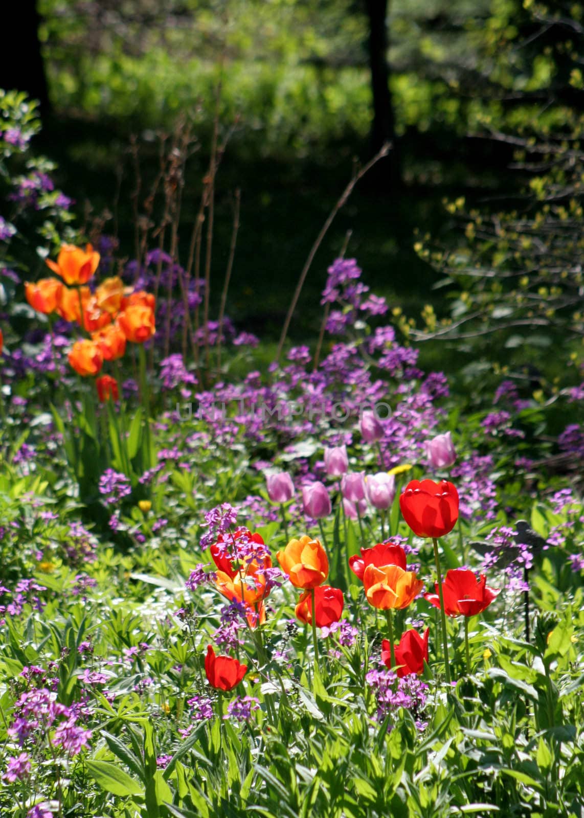 A spring garden in bright sunlight.