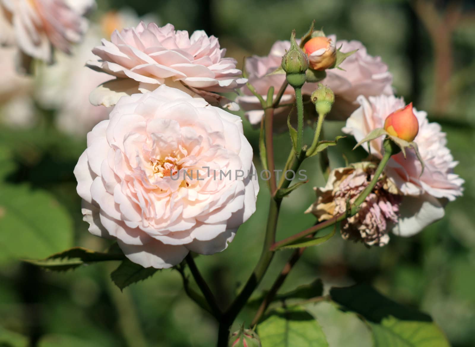 A white-pink rose cast in bright sunlight.