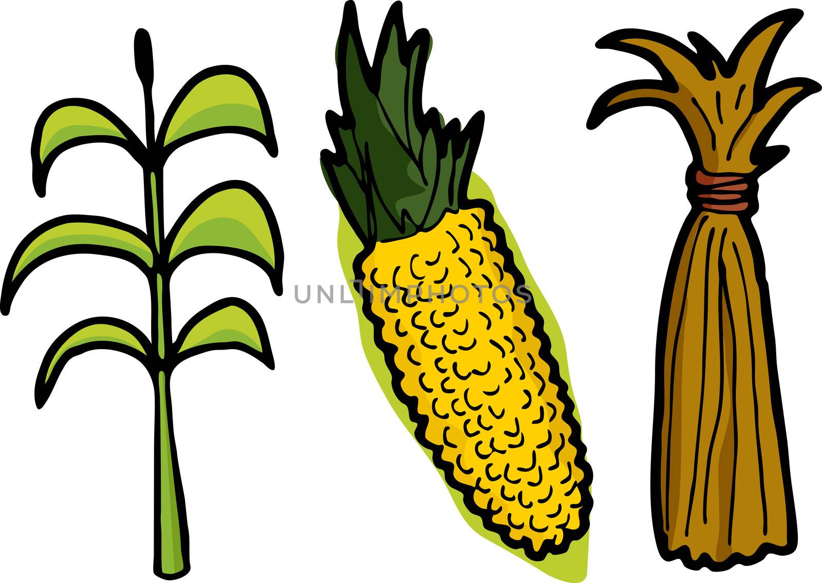 Corn in Three Stages by TheBlackRhino