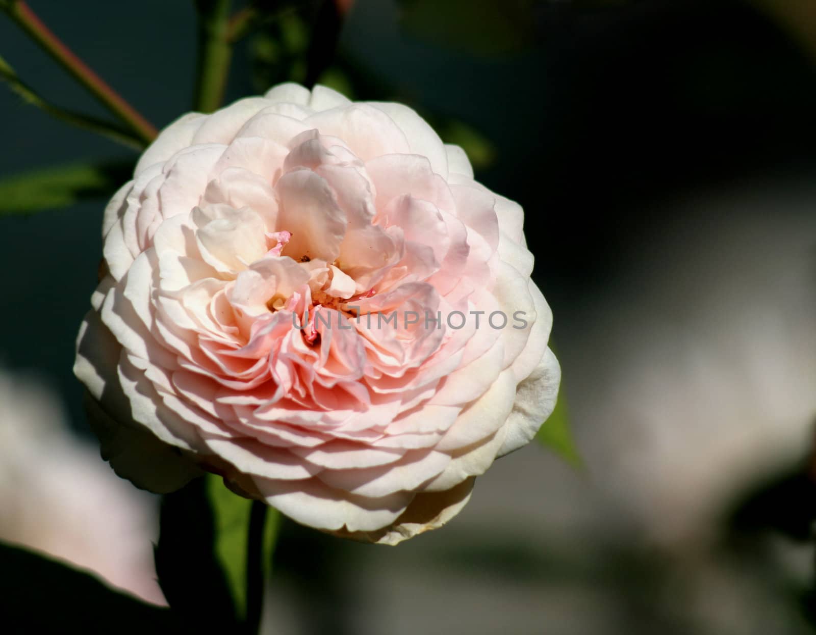 A single pink rose cast in bright sunlight.