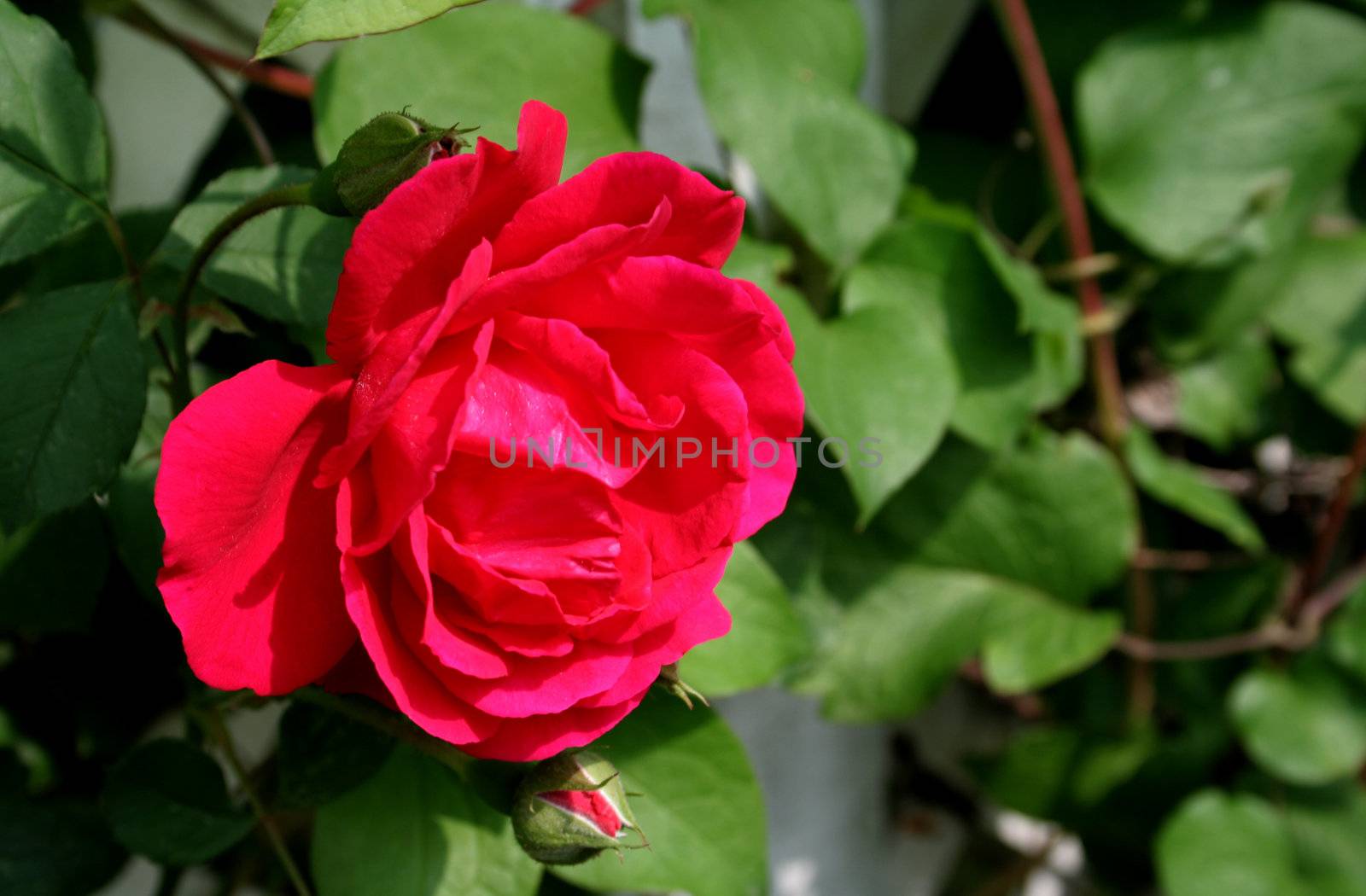 A red rose blossom in full bloom.