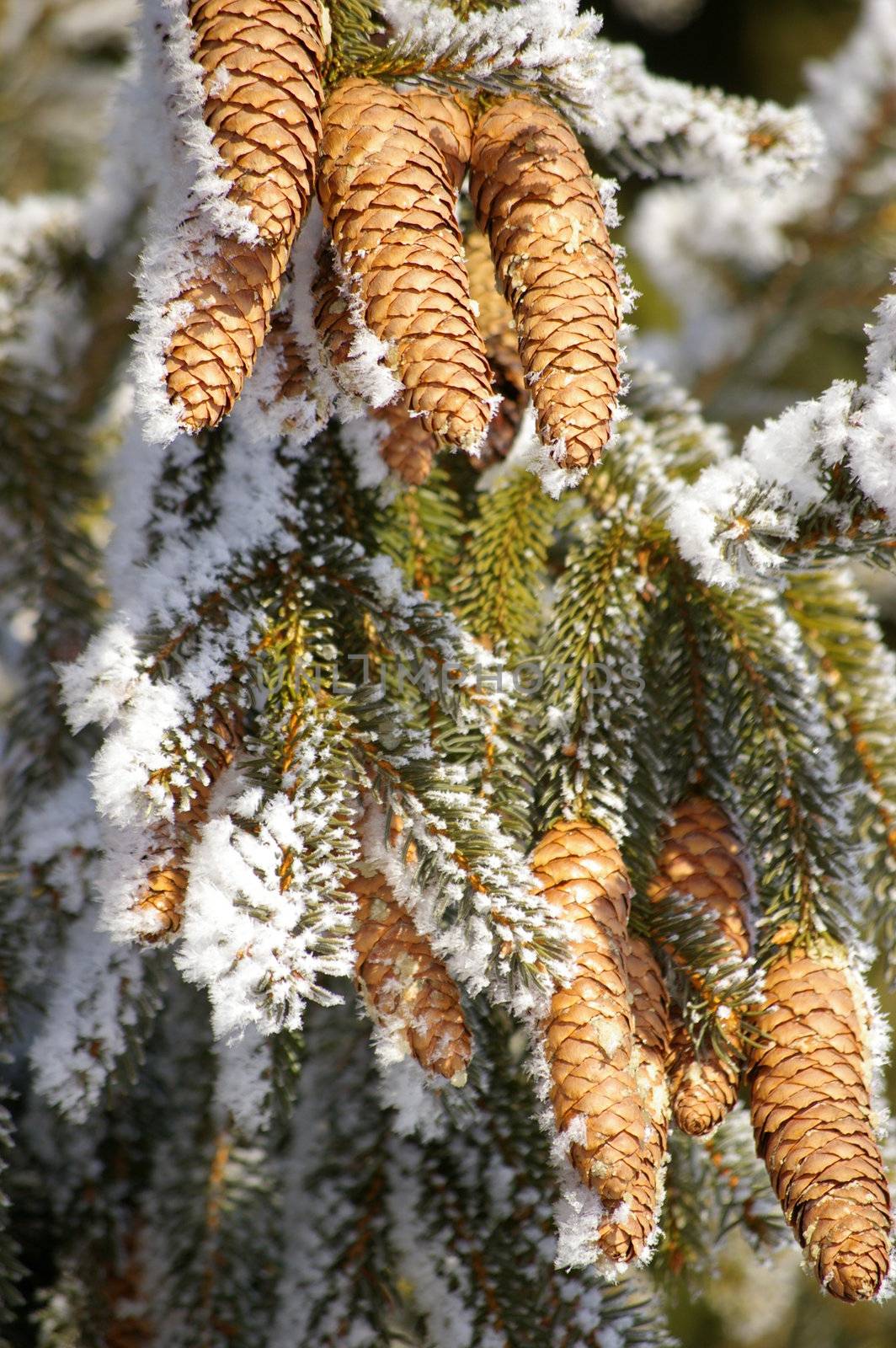 a fir cone on a branche in winter