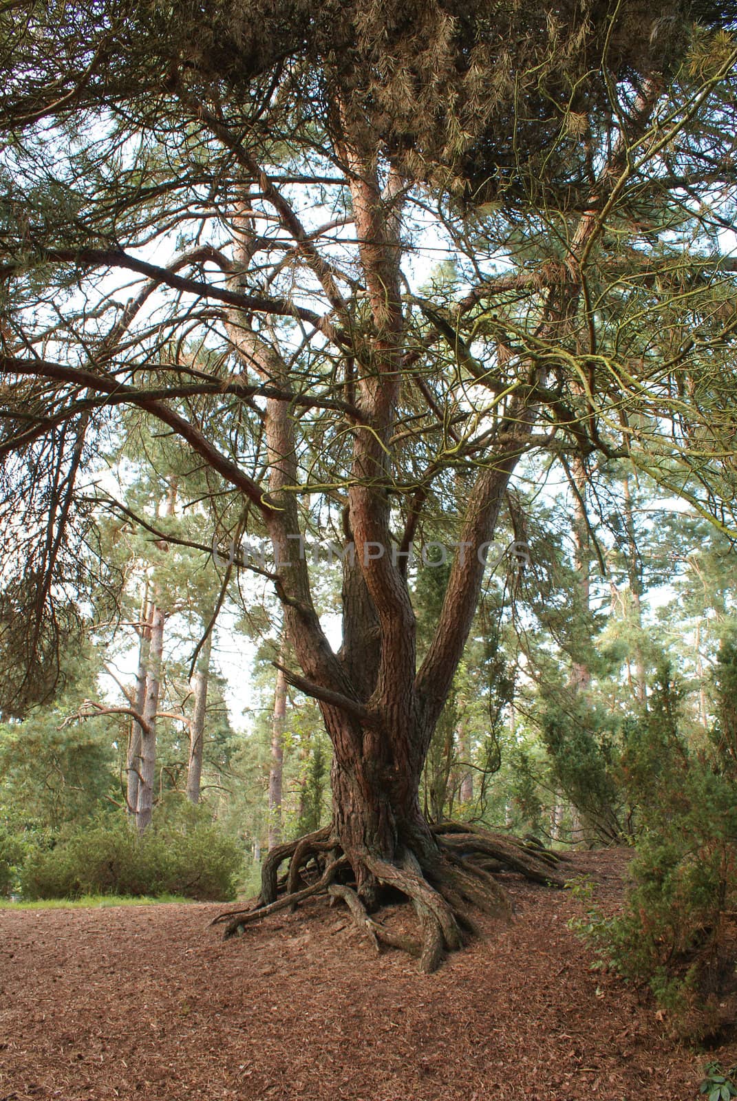 Pretty old tree in a forest.