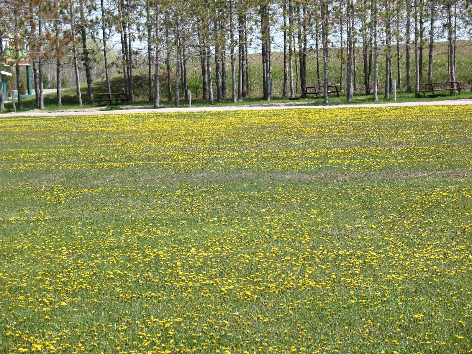 Image of a carpet of dandelions in a field surrounded by trees.