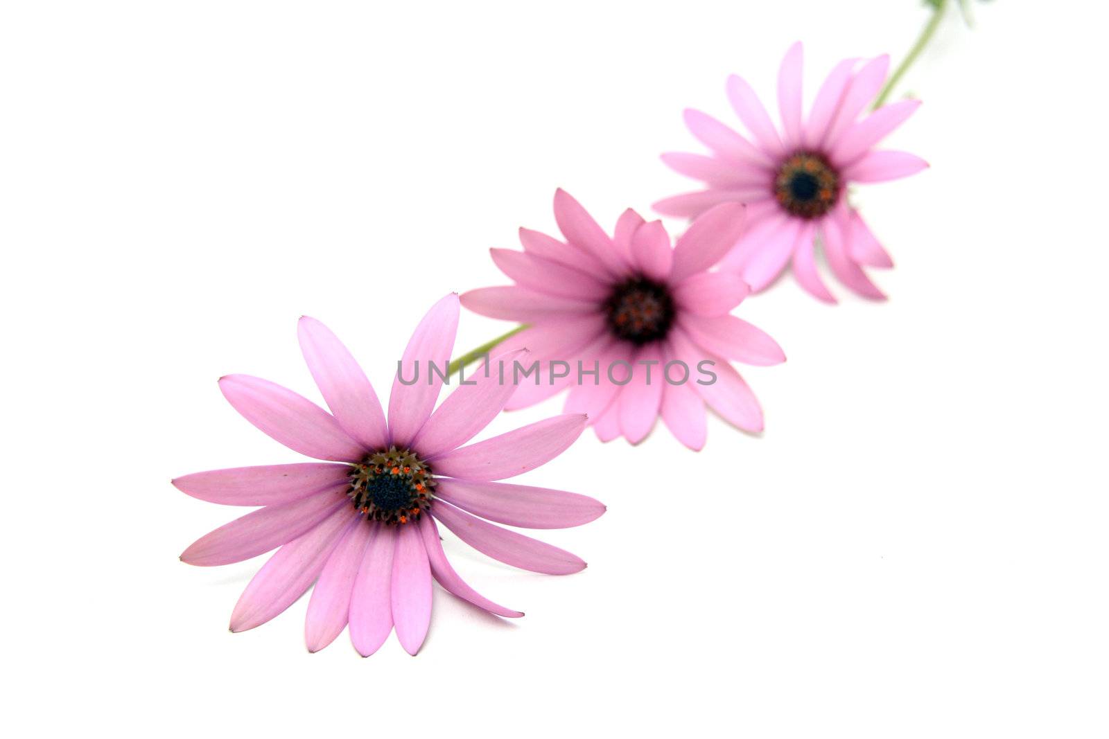 beautiful flowers over white background