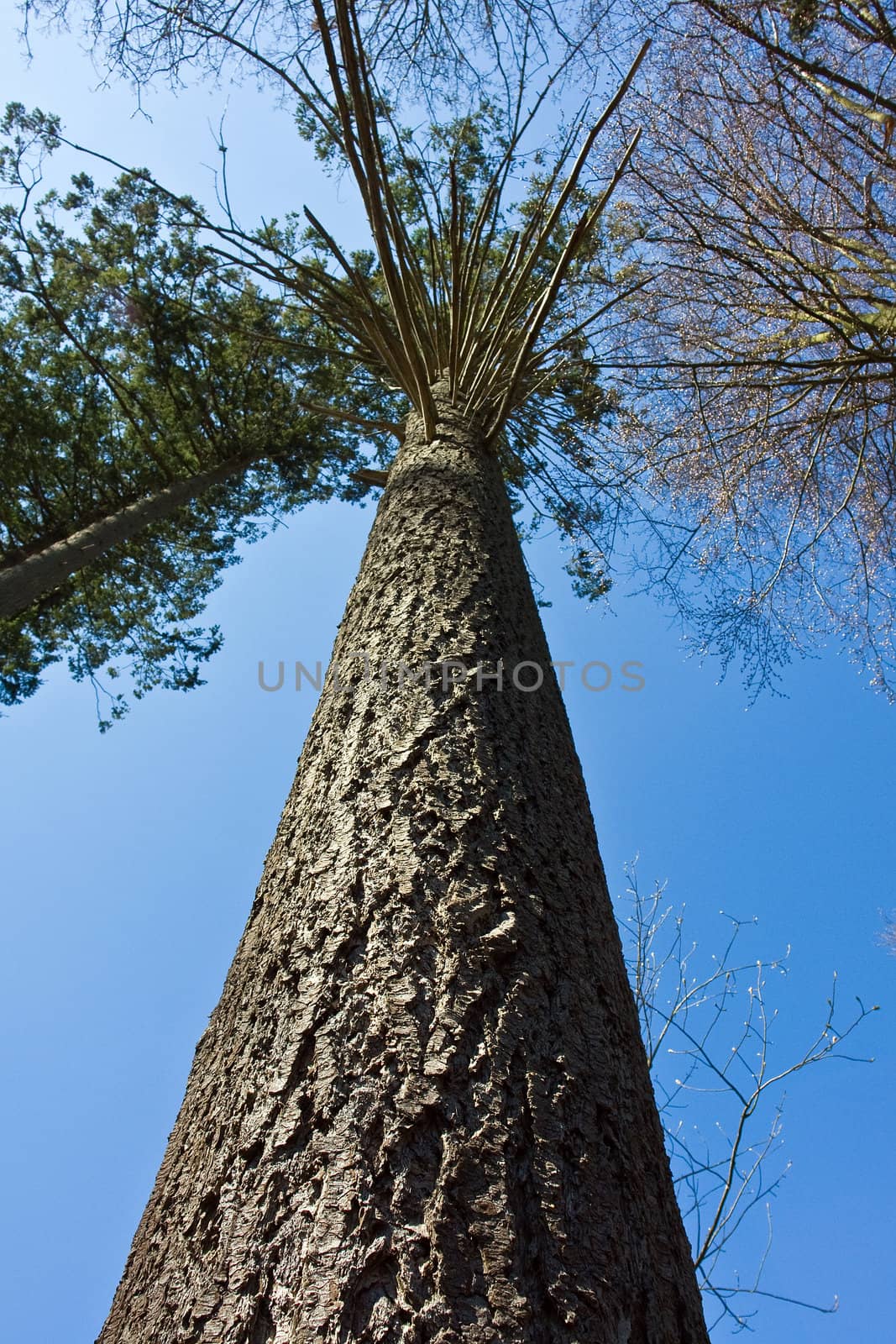 Tall vertical tree outdoors nature forest with clear blue sky background