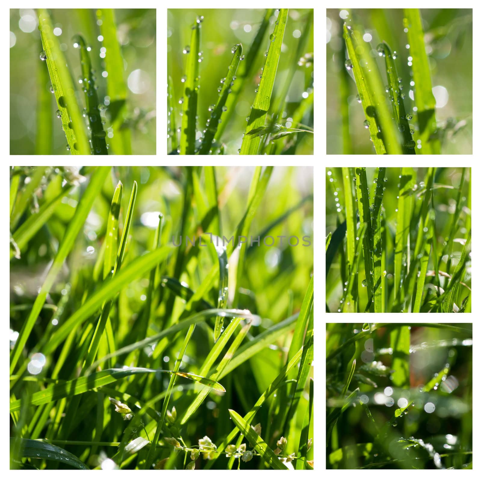 Closeup view of fresh green grass with drops in the morning.