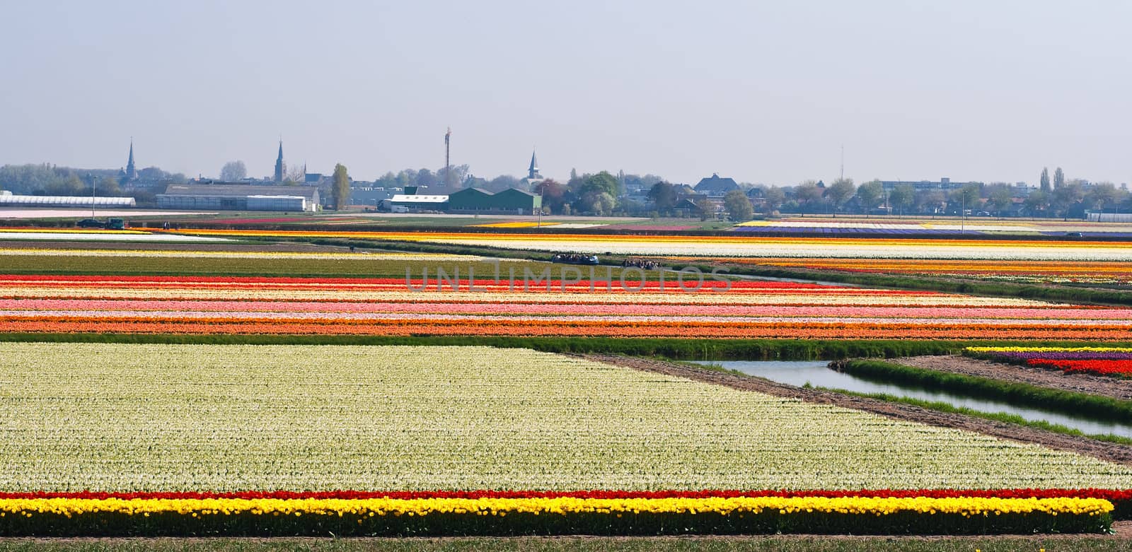 Boats sailing between blooming bulbfields near Keukenhof Lisse, the Netherlands in springtime