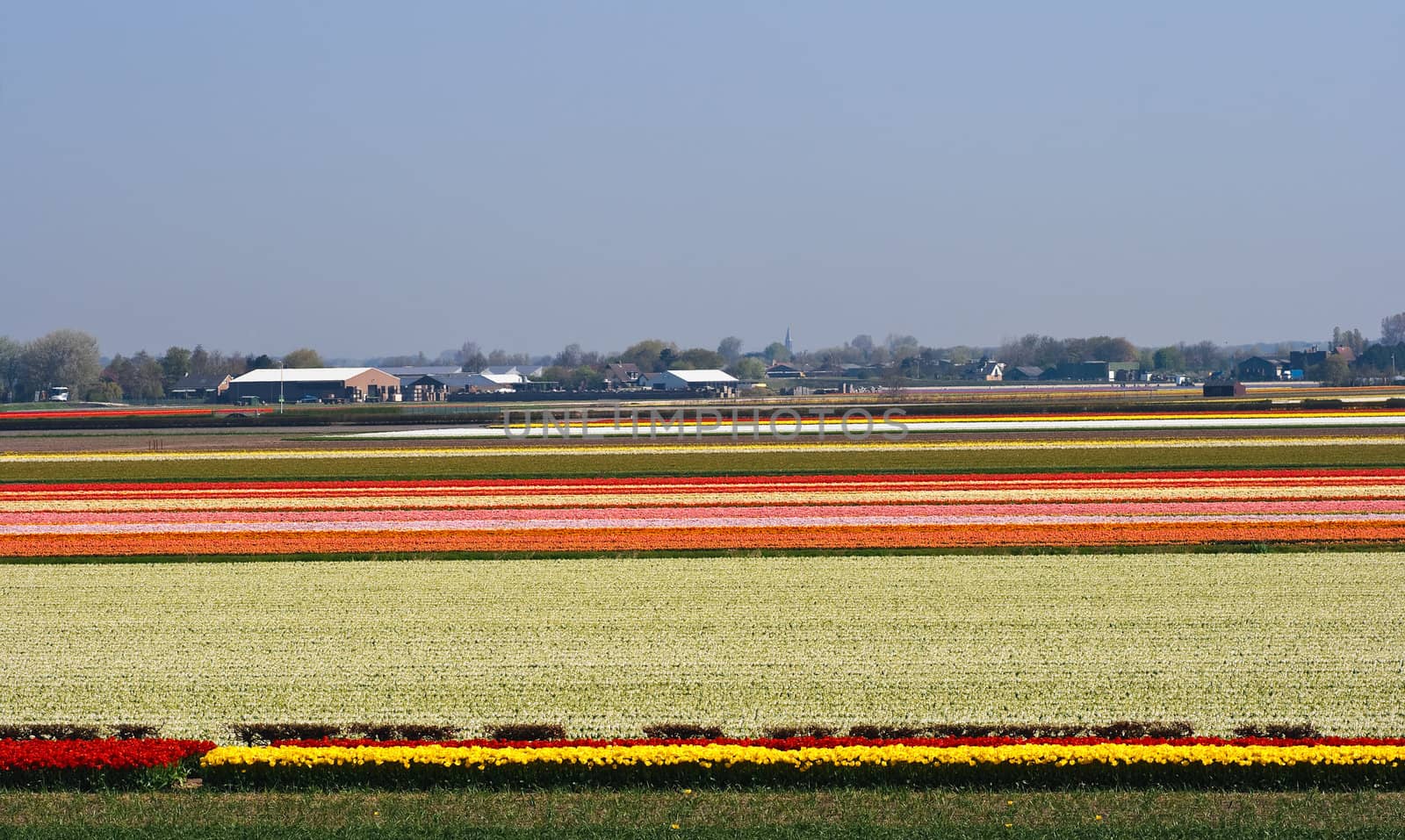 Overview over blooming bulbfields by Colette