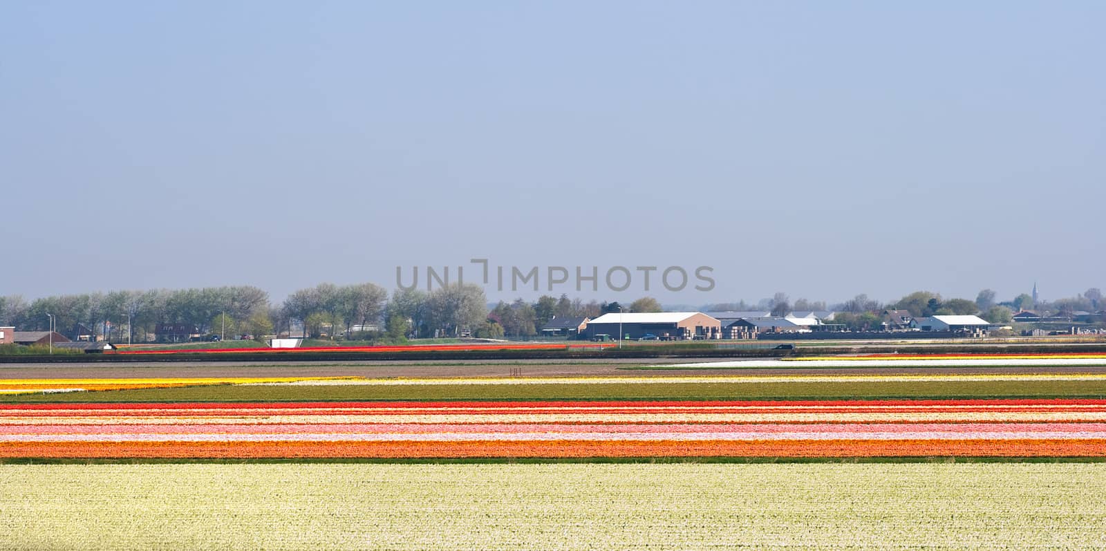 Blooming flowerfields in spring with flowerbulb farm, the Netherlands, Europe 