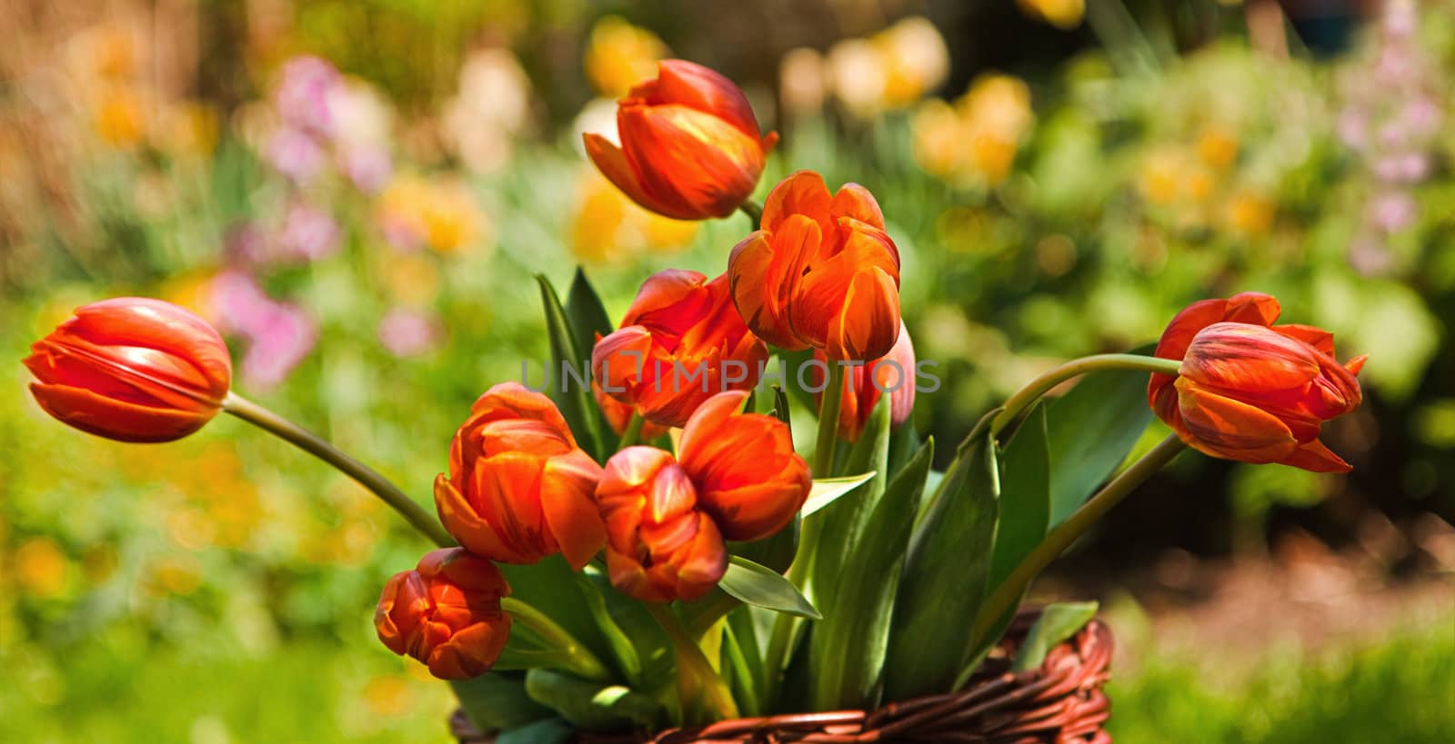 Orange tulips in basket with blooming spring garden in background