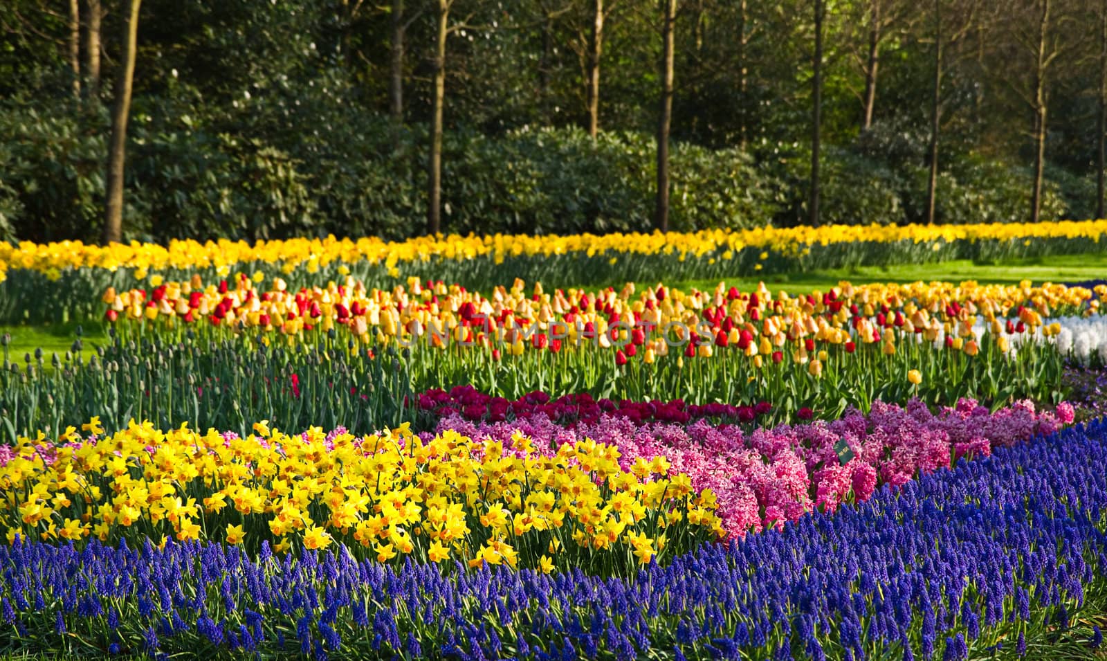 Early morning in spring garden with colorful flower-beds