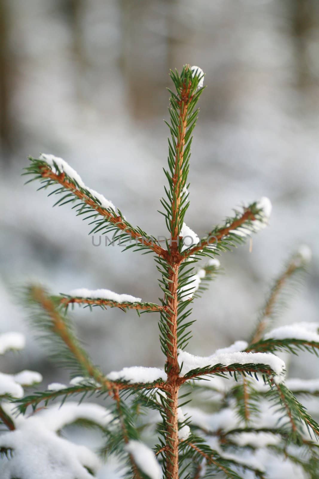 winter tree snow.