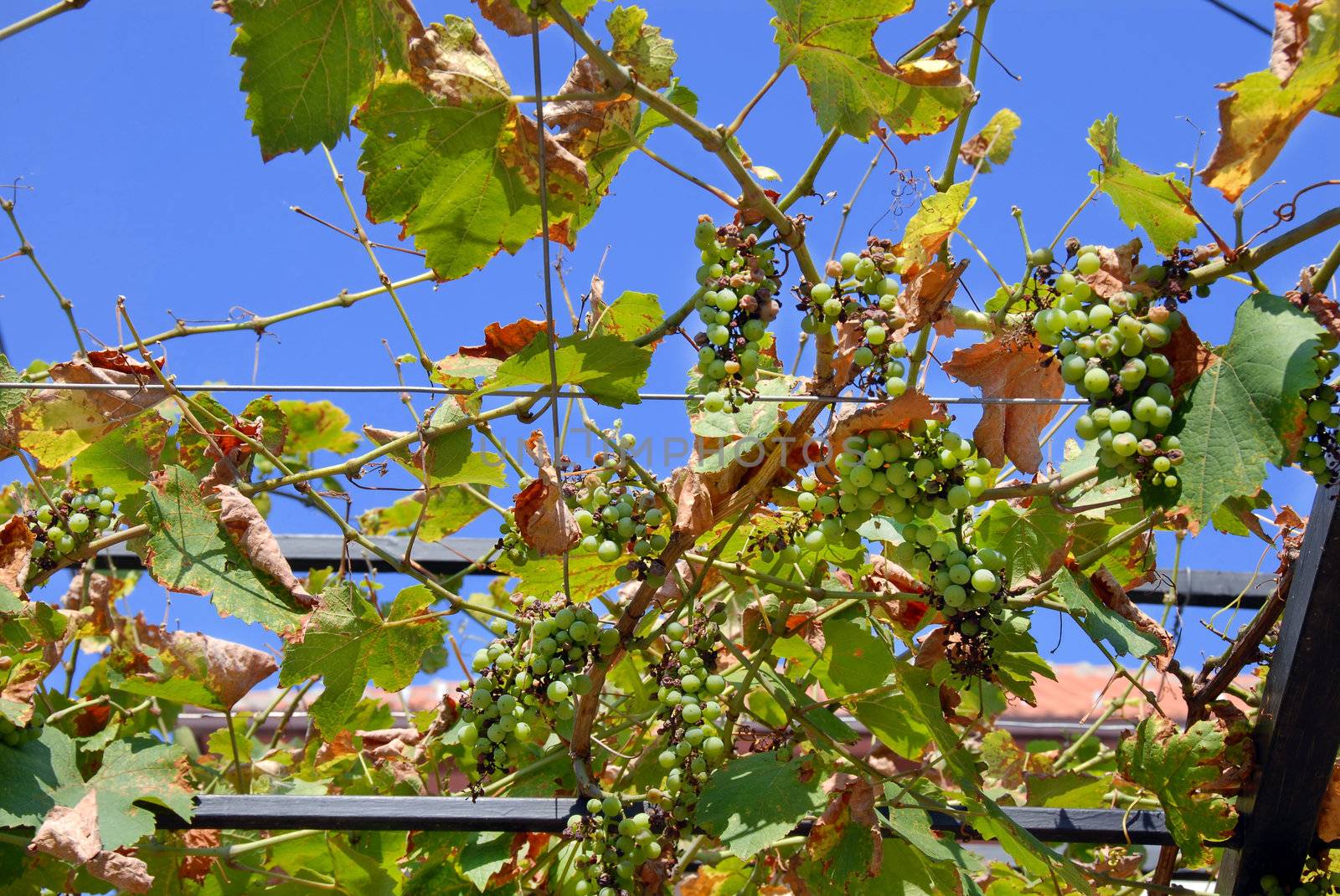 downey midlew on green grapes natural background