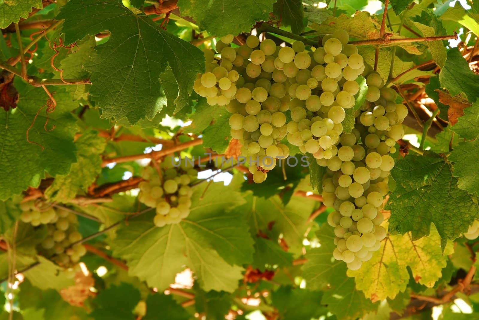 Grapes cluster by simply