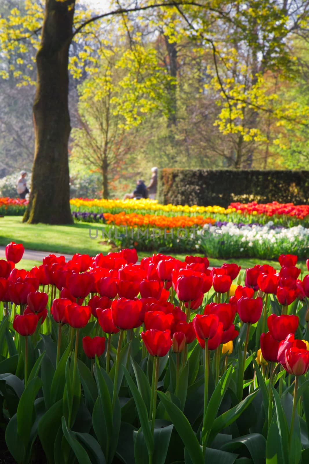 Spring in park with with beautiful flamy red tulips in foreground