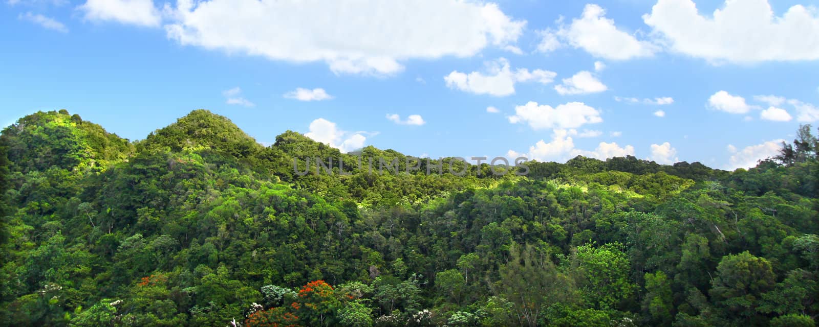 Guajataca Forest Reserve - Puerto Rico by Wirepec