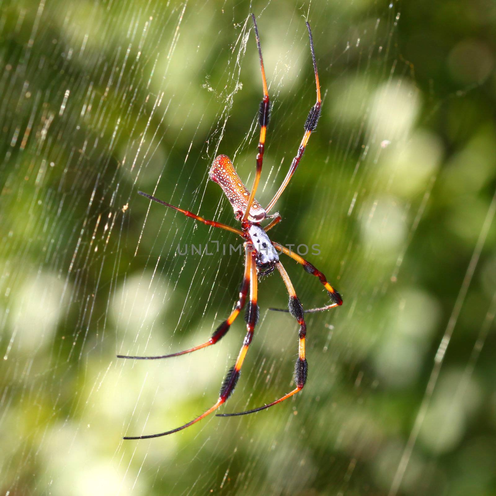 Golden Silk Orb-weaver Spider (Nephila clavipes) in central Florida.
