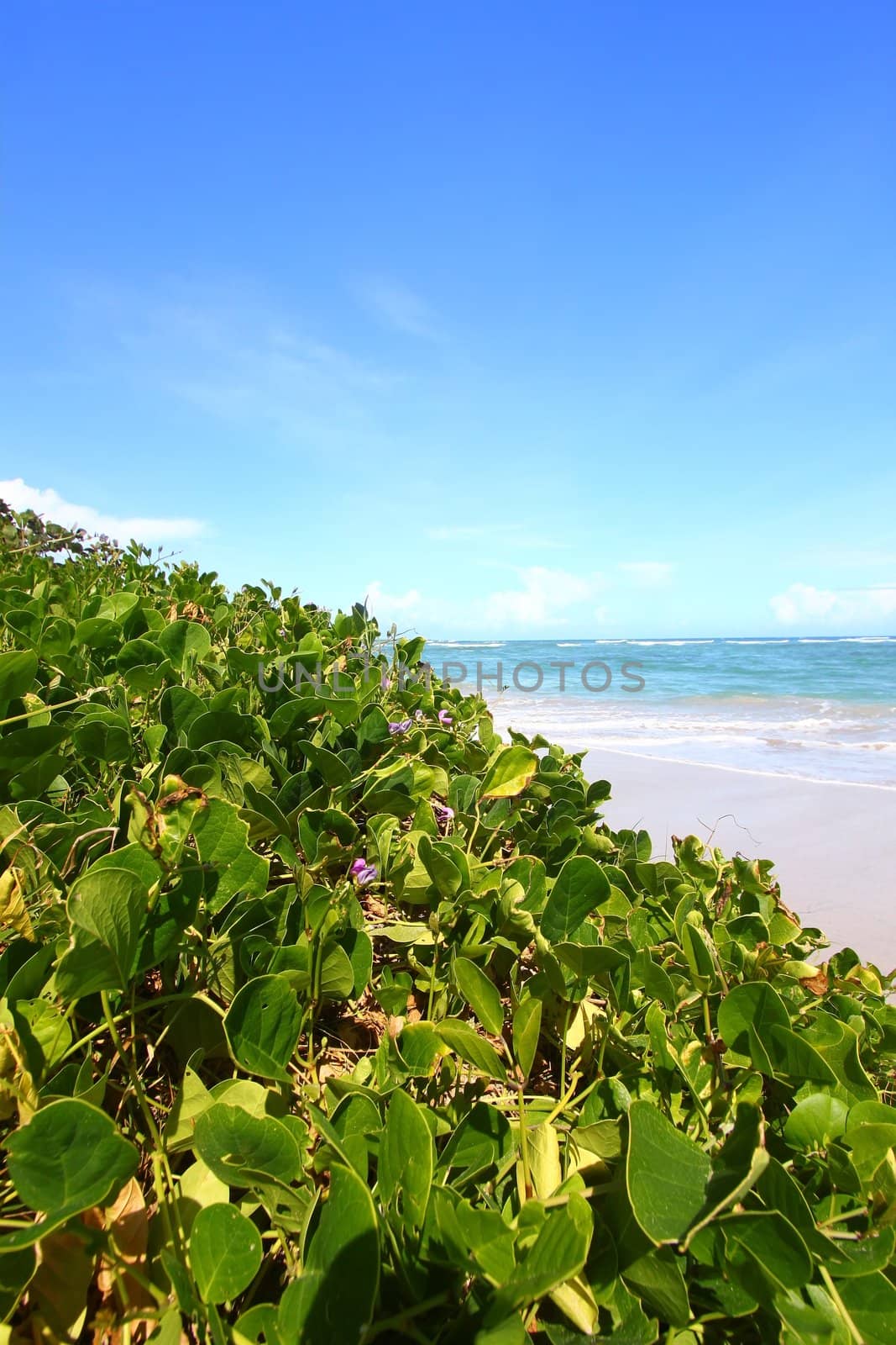 Tropical beach on the Caribbean island of Saint Lucia.