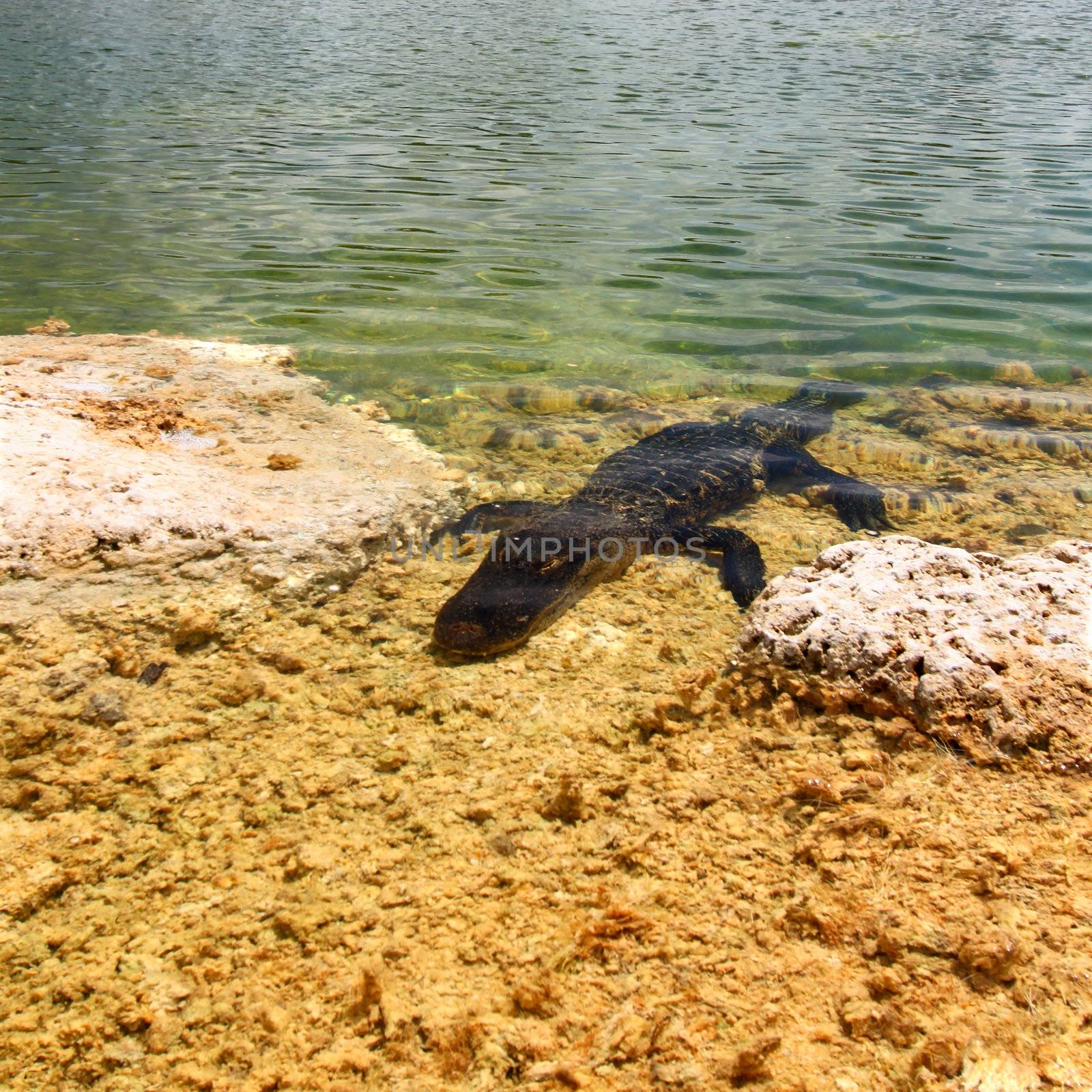 An American alligator in the Everglades National Park - Florida.