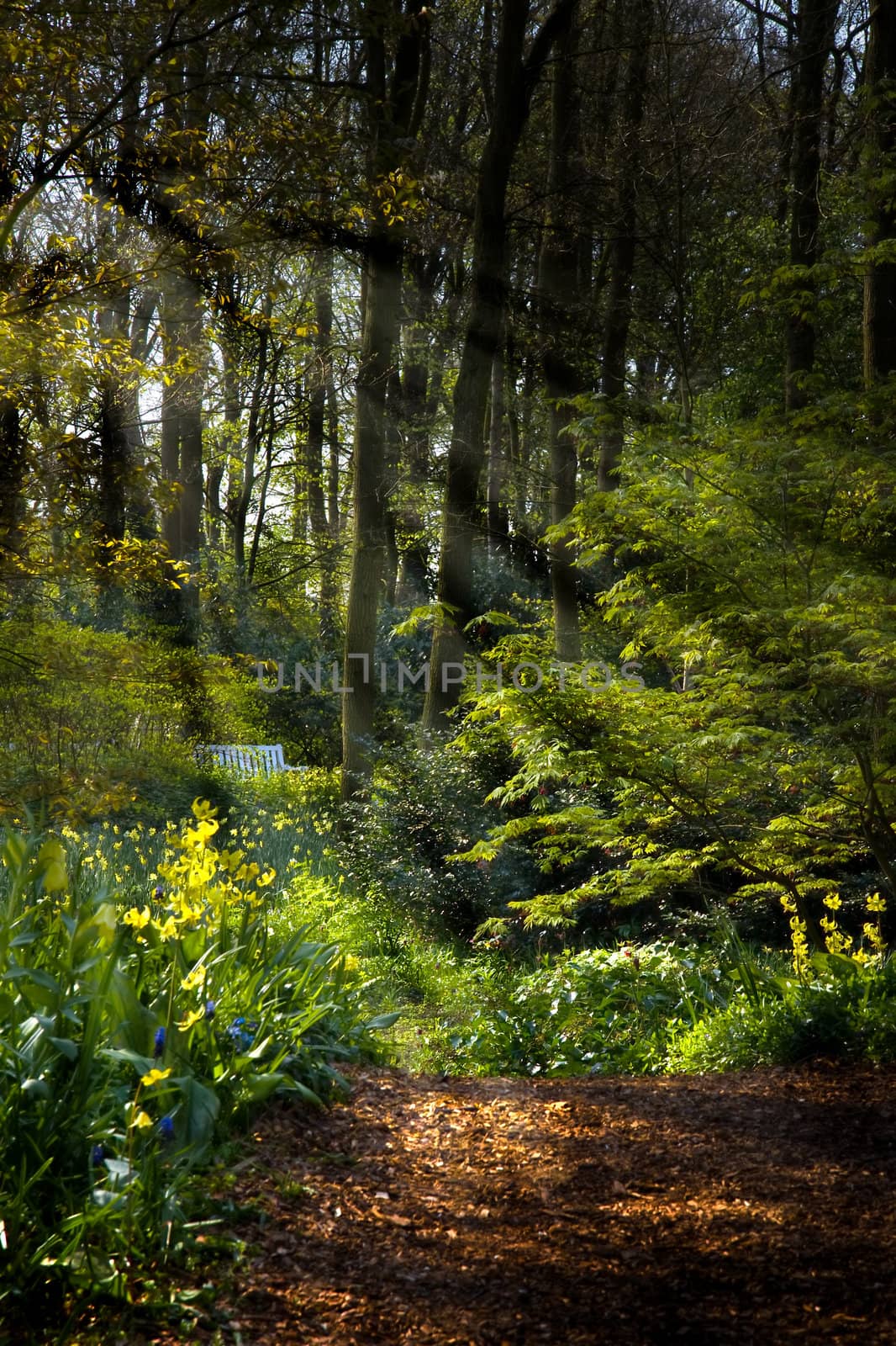 Forestpath in spring with yellow Erythronium, daffodils and sunbeams