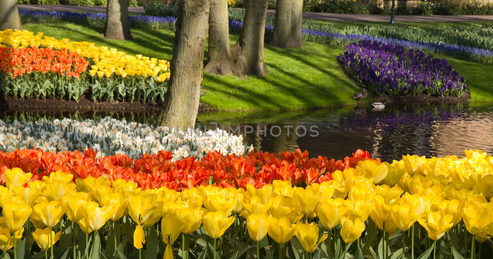 Pond with colorful springflowers by Colette