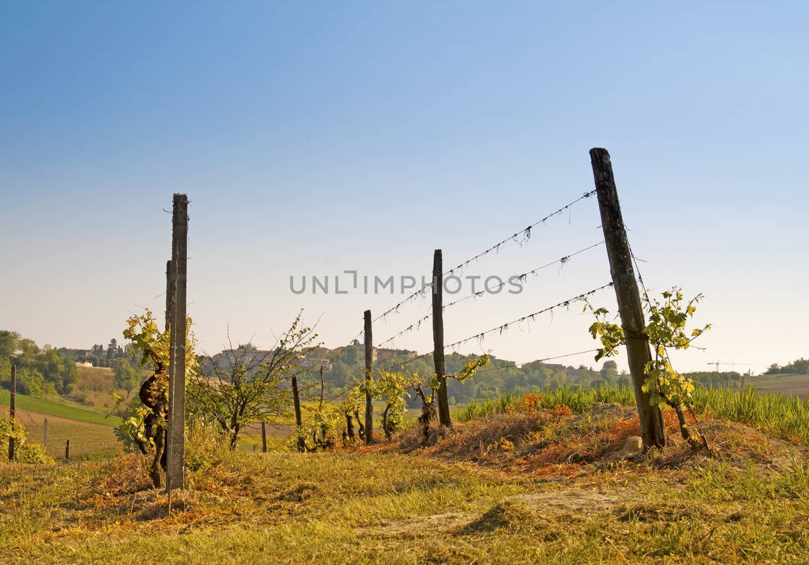 Green and gorgeous vineyard with blue sky