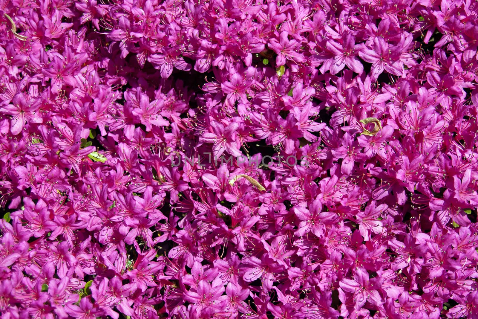 flowering in detail a clump of azaleas in spring