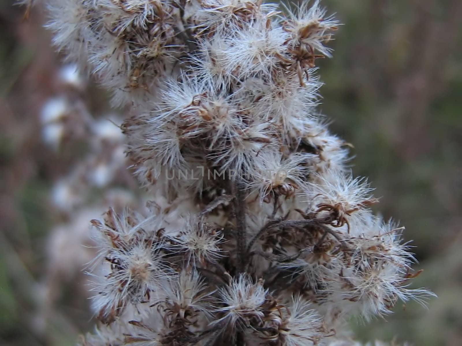 A photograph of goldenrod seeds in autumn.