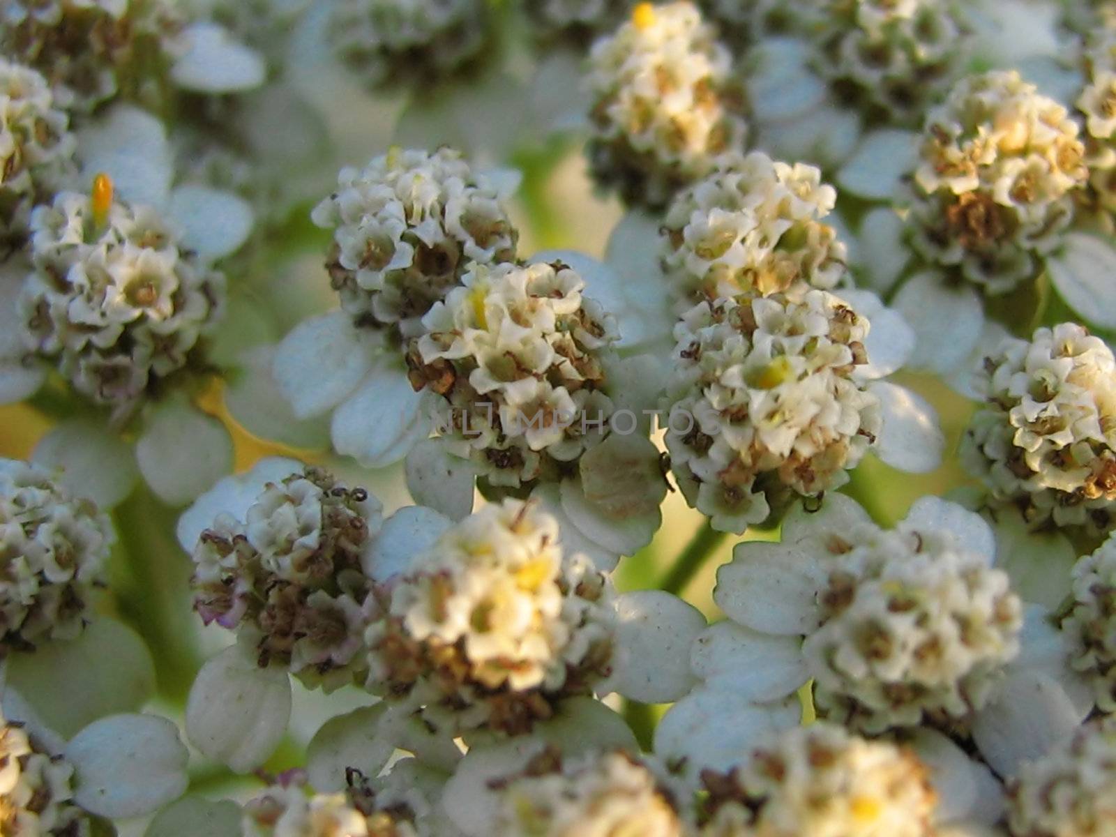 This is a close-up photo of a Yarrow plant detailing the unusual structure of its blossoms. The Yarrow is a perennial flowering plant of the family Asteraceae. Originally from Eurasia, it is found throughout the Northern Hemisphere. In ancient times, Yarrow was known for its use in staunching the flow of blood from wounds.