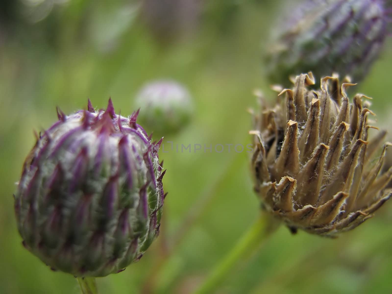 Red Clover is a perennial plant in the pea family, Fabaceae. 
Of European origin, it can be found throughout North America 
along roadsides and in fields.
