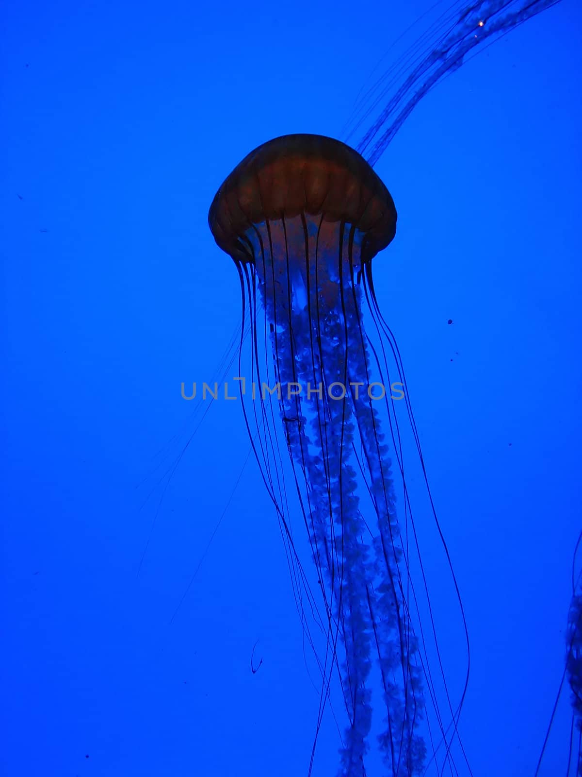 A photograph of a jellyfish swimming underwater.