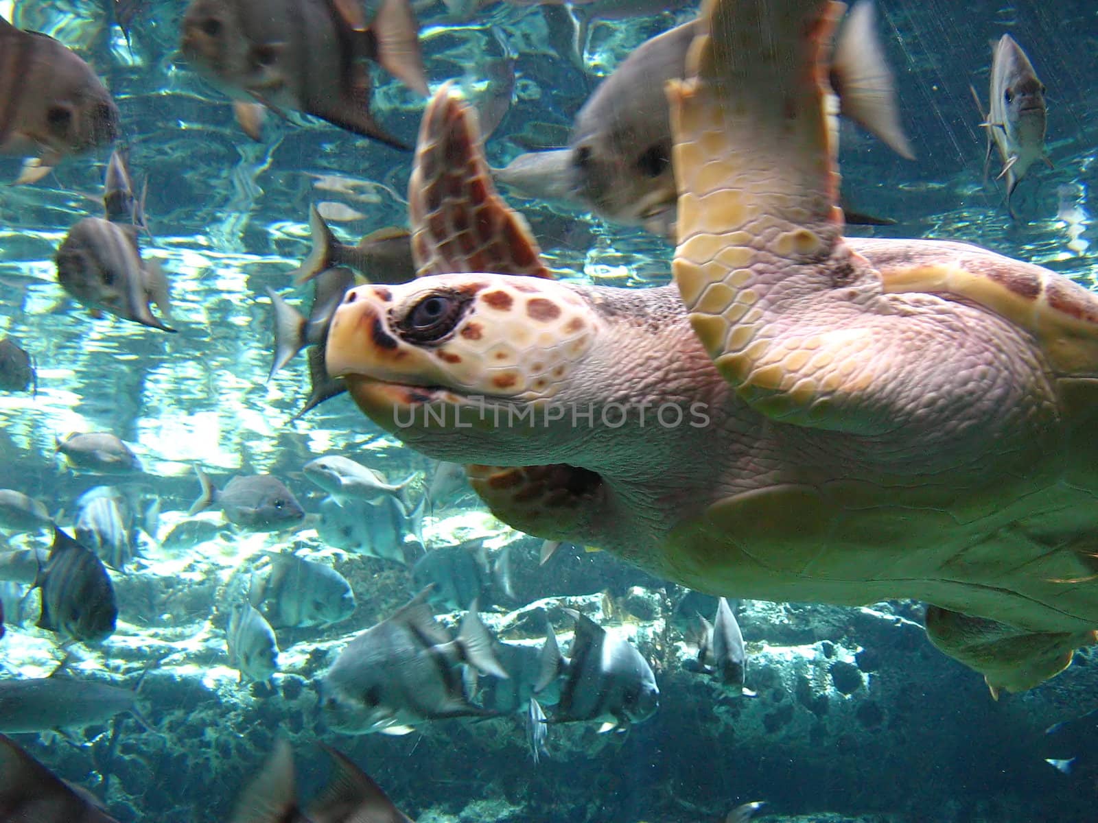 A photograph of a sea turtle in swimming in the ocean.