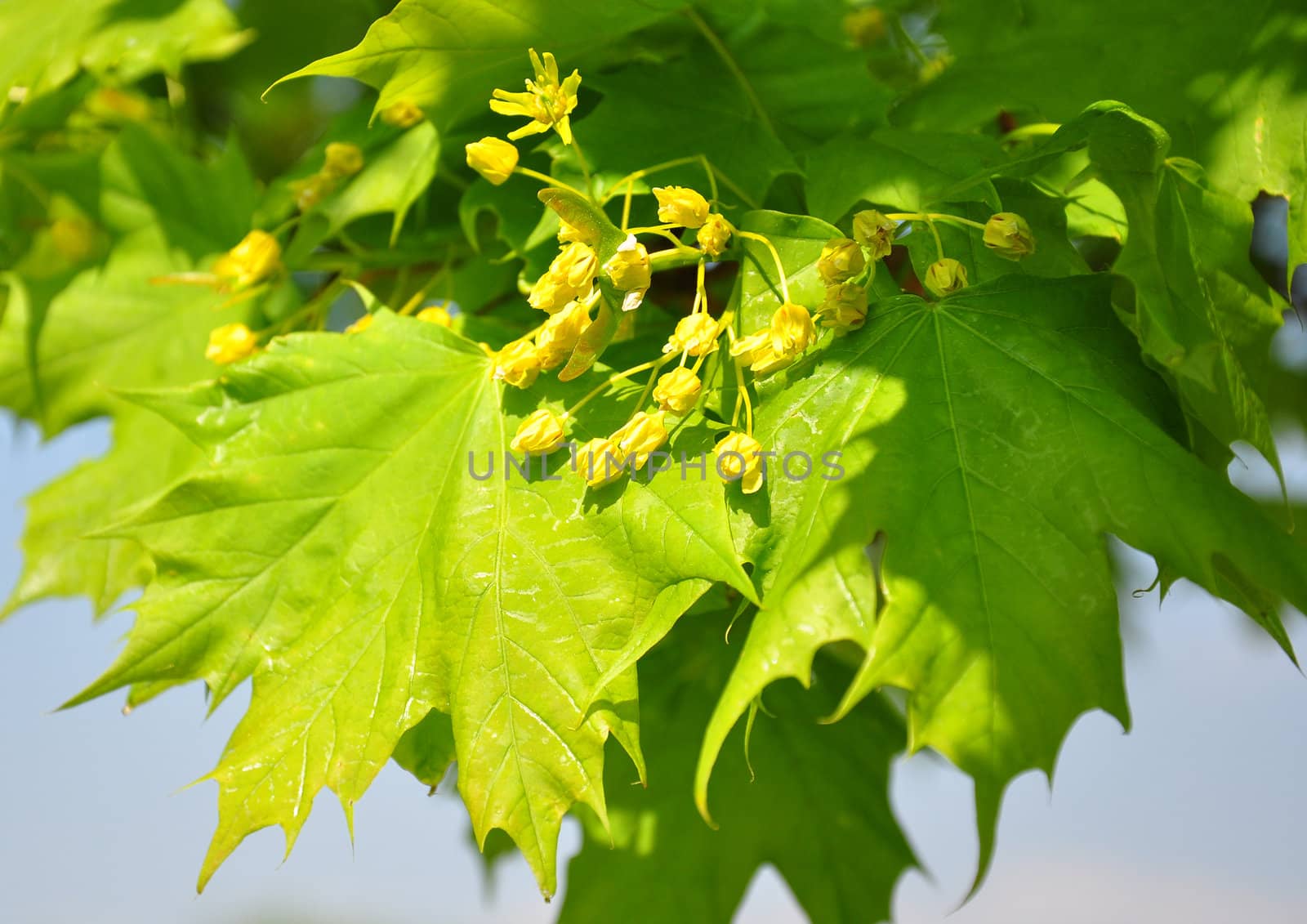 Maple flowers (Acer)