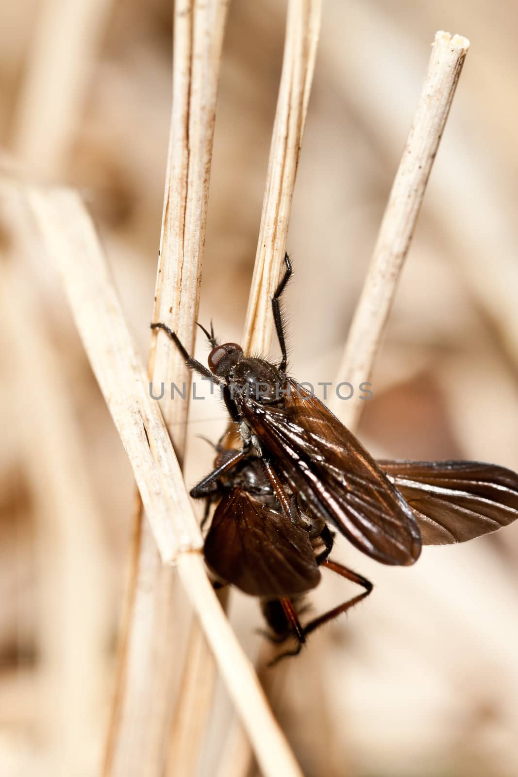 Macro image of flies in 