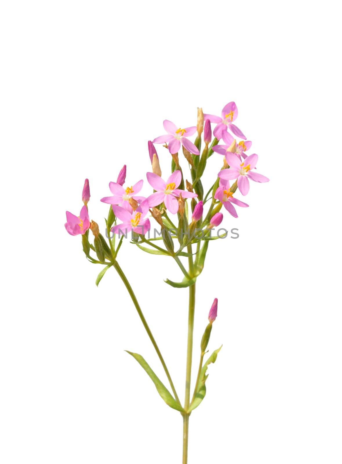 Common centaury (Centaurium erythraea) by rbiedermann