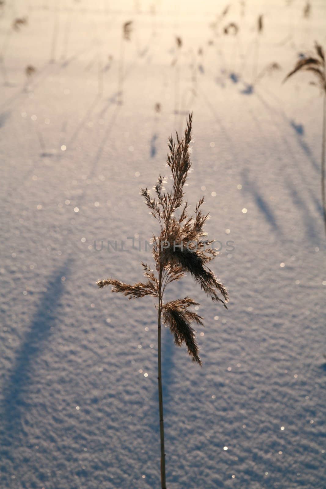 Details of a beautiful snow surface perfect for backgrounds on greeting cards etc.