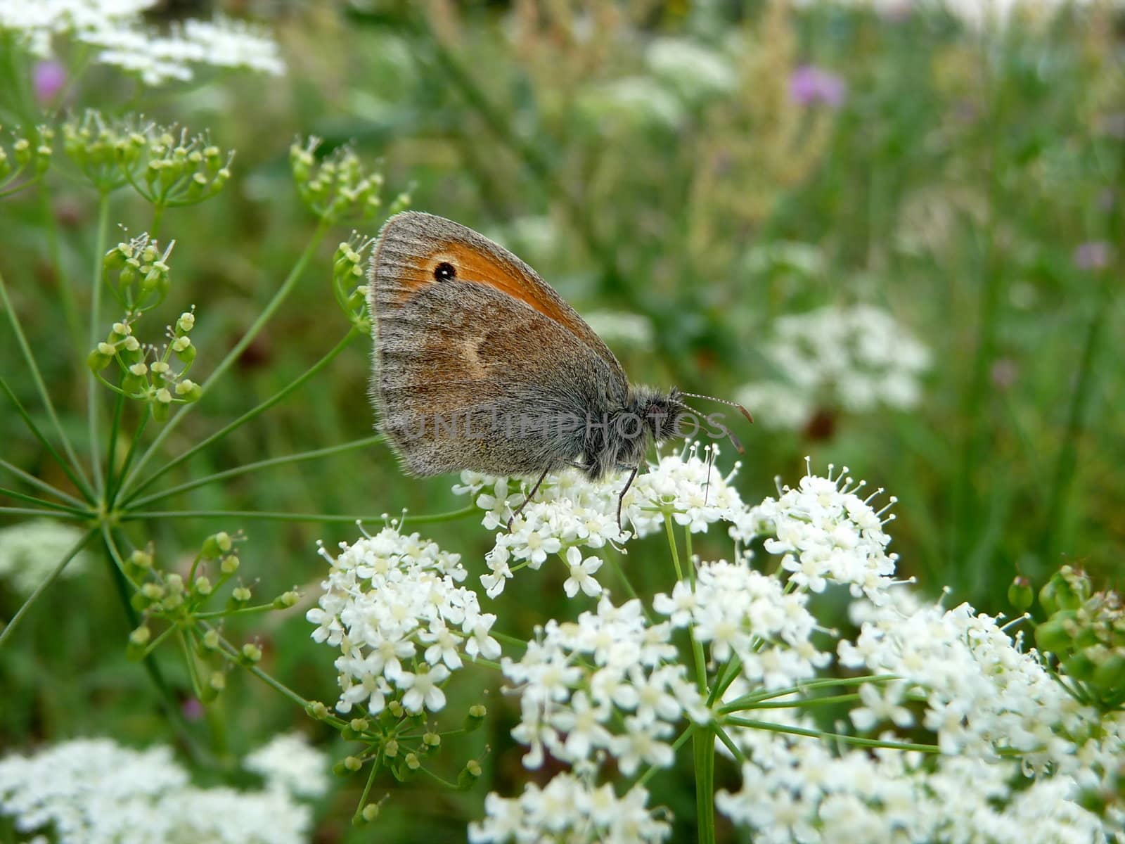 Small butterfly with eye on the wing sits on flowers
