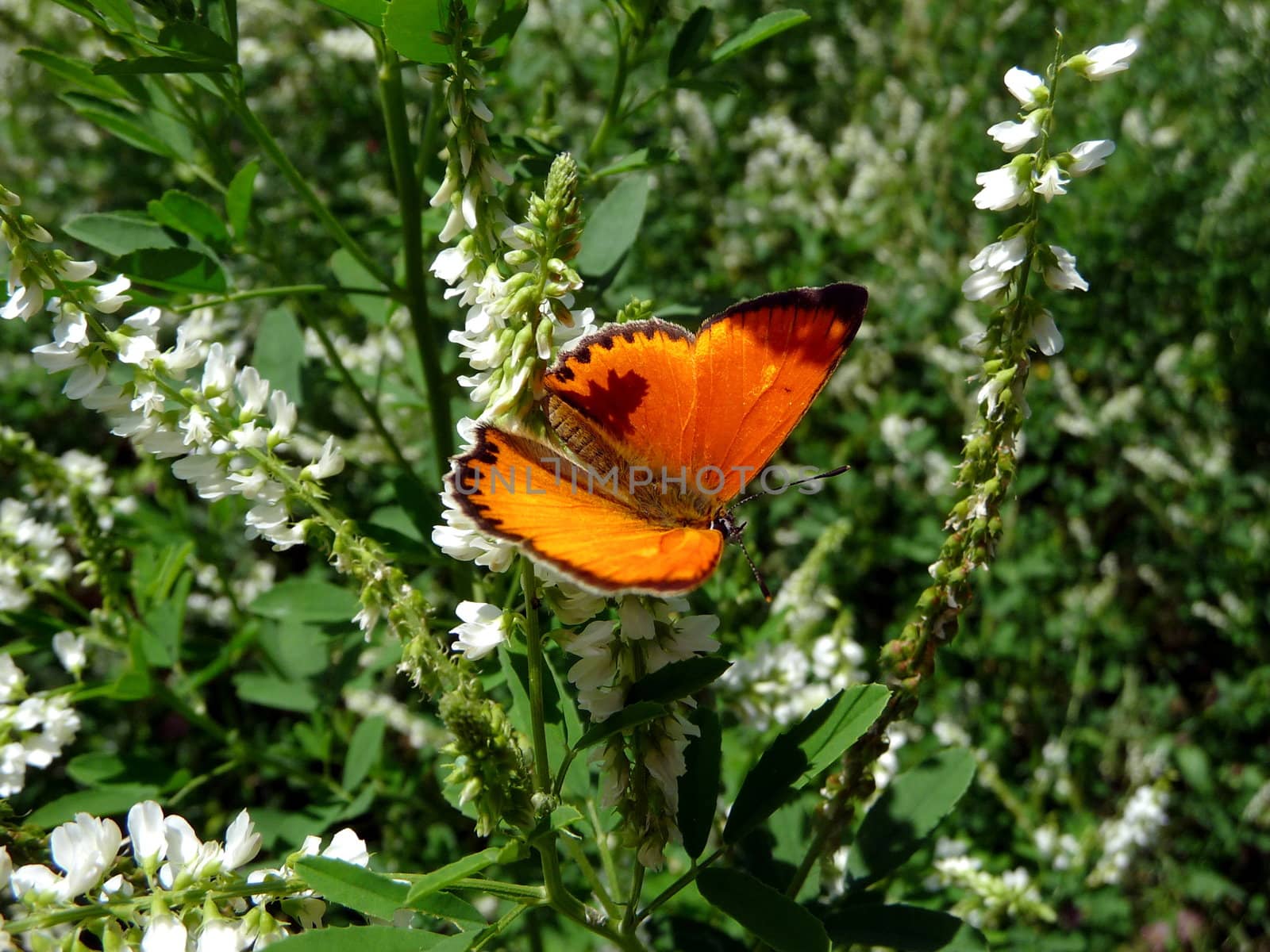 Small red butterfly sits on filed flowers