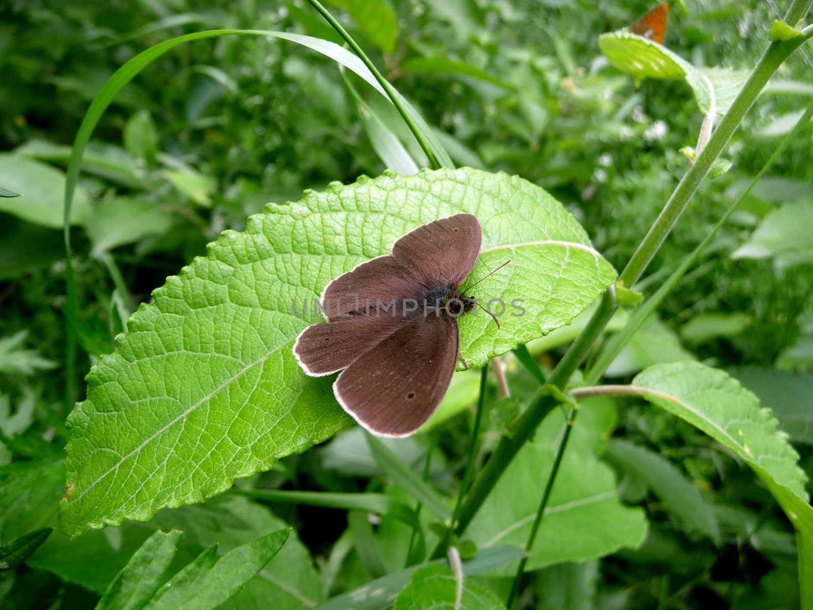Small brown butterfly by tomatto