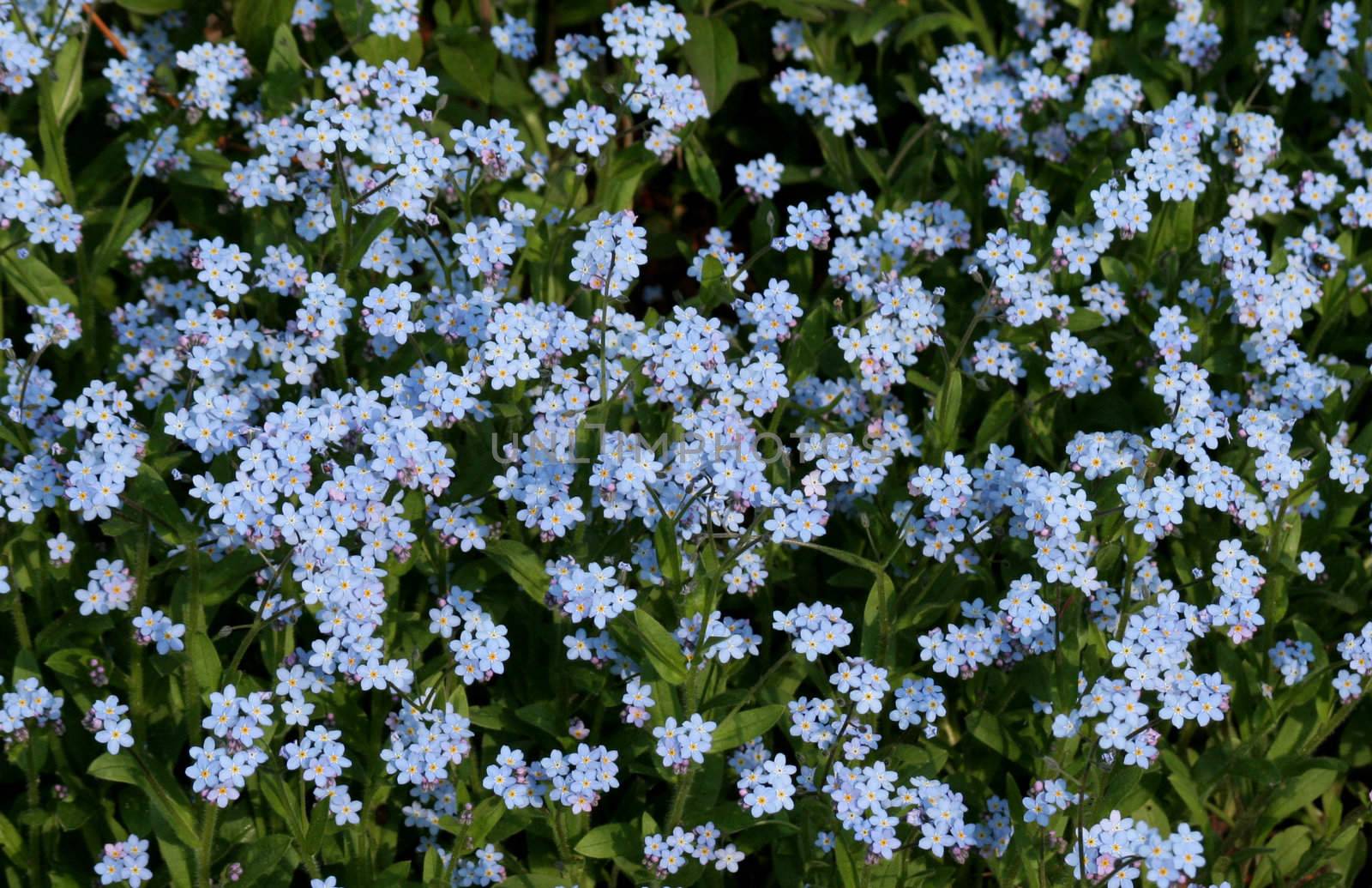 Forget-Me-Nots
 by ca2hill