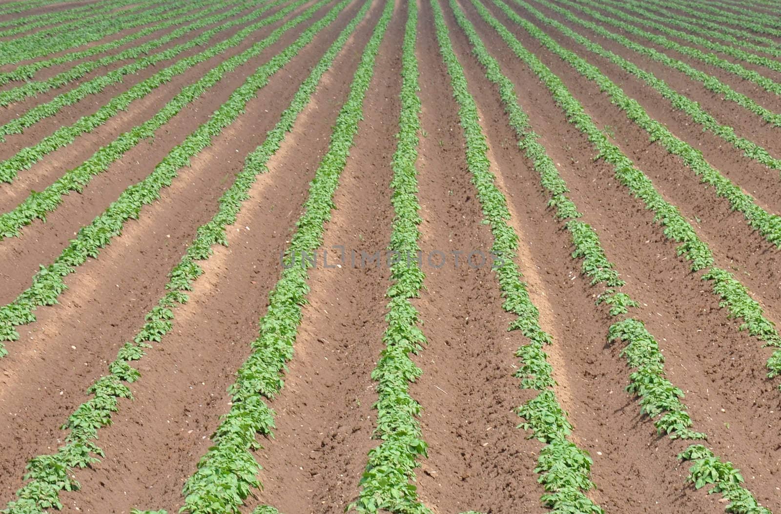 Potato field by rbiedermann